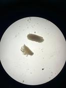 Eurydice pulchra