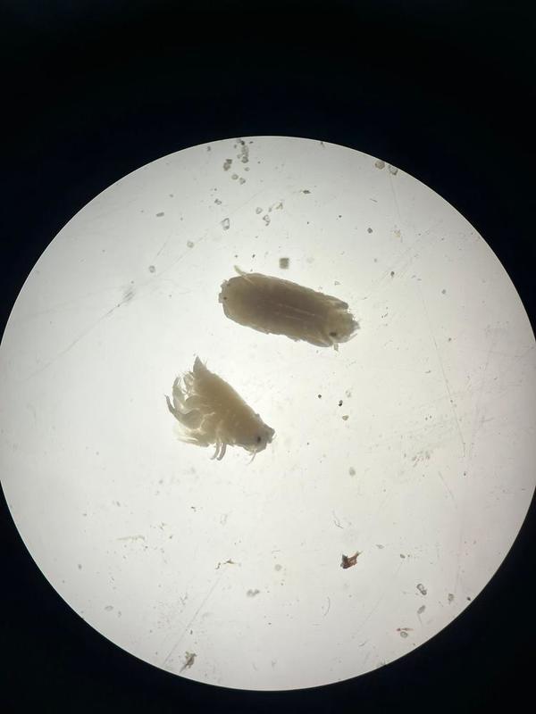 Eurydice pulchra