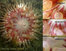 évolution sur la couronne tentaculaire d'une Urticina felina