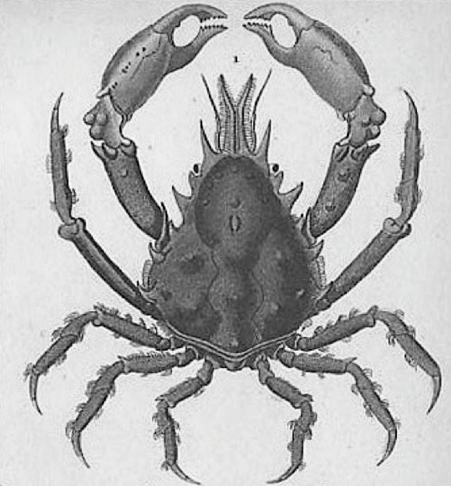 Bonjour,<br />     je pense qu'il s'agit d'un mâle adulte de pise à quatre dents (<em>Pisa tetraodon)</em> dont les pinces ont effectivement une fo...