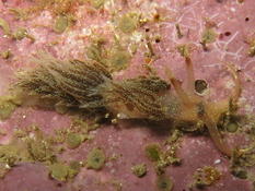 Facelina annulicornis ?