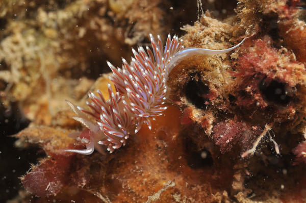 Facelina auriculata