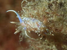 Facelina auriculata ou bostoniensis ?