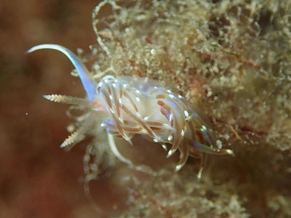 Facelina auriculata ou bostoniensis ?