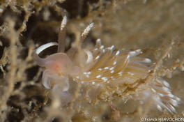 Facelina auriculata ou Facelina bostoniensis