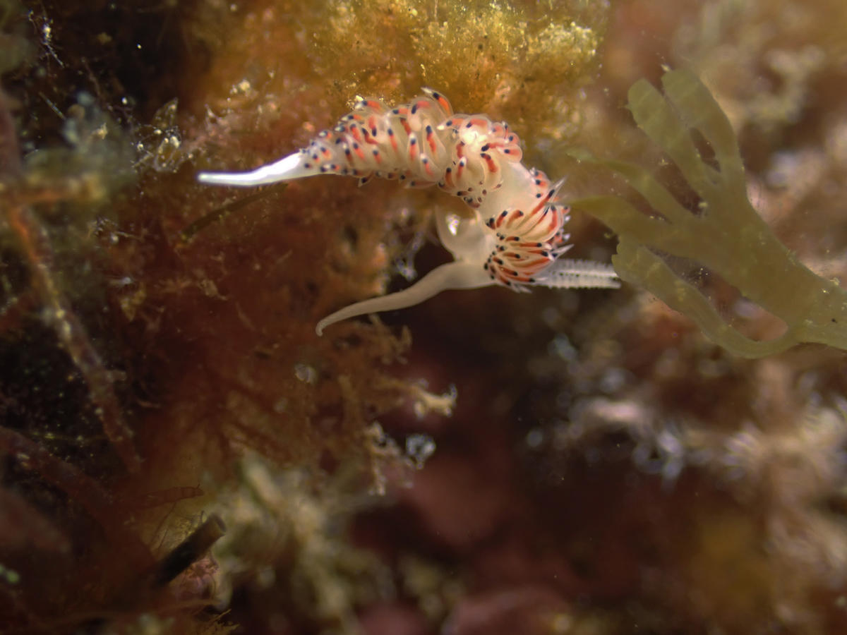 FACELINA CORONATA?