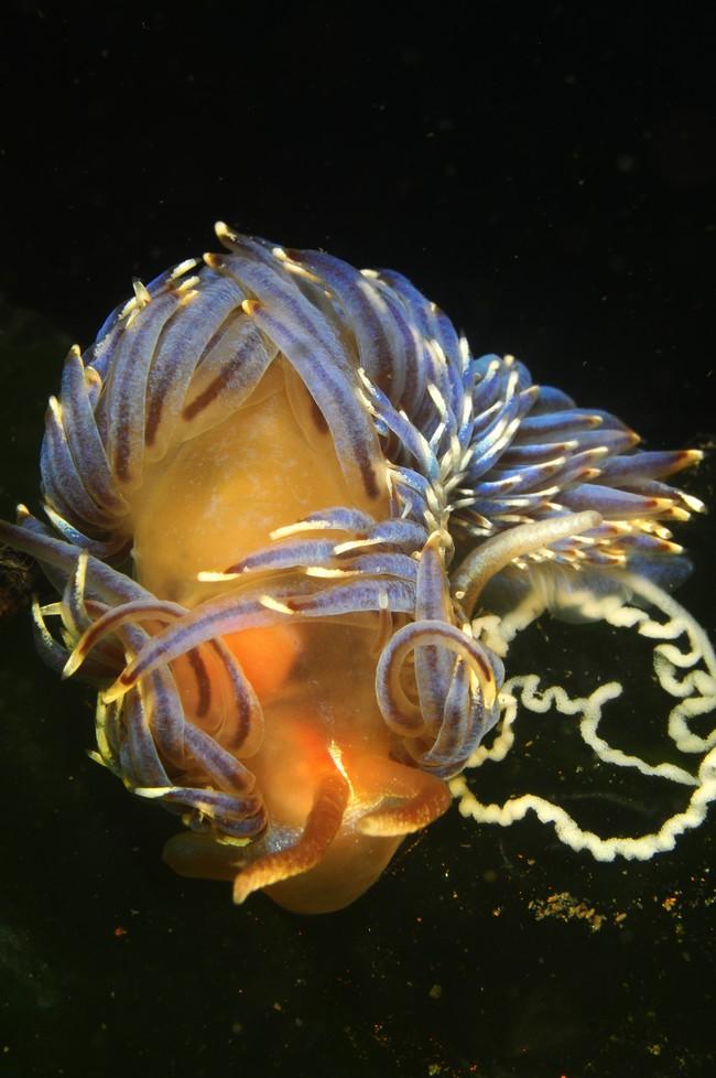 Bonjour,<br />je suis nouvelle sur ce forum...<br />et tres contente de trouver quelqu'un qui a fait une photo de ce nudibranche, j'ai moi aussi eu...