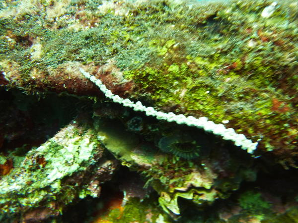 Famille des nudibranches ?