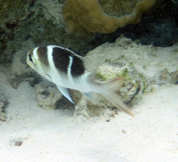 Famille des poisson sergent ? 