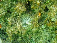 Fanworm