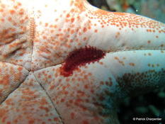 Faune sous les étoiles de mer des Seychelles