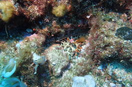 Faux corail mort