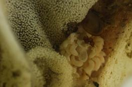 Favorinus branchialis