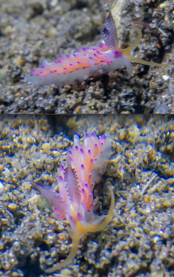 favorinus pacificus ou une favorinus mirabilis? 