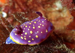 Felimida luteopunctata ? à Hendaye