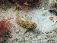 Femelle de Gobius niger