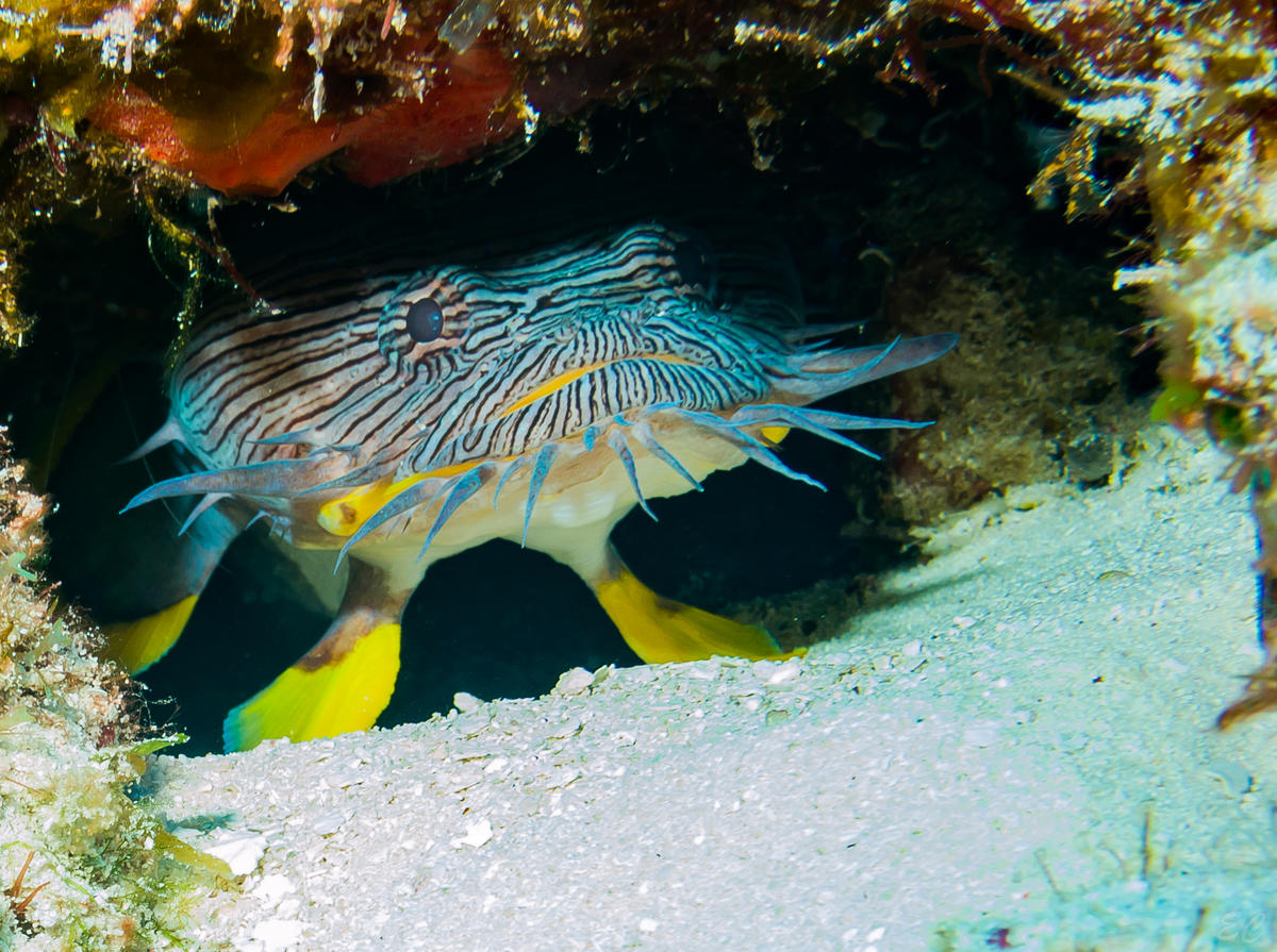 Ficher du poisson crapaud Splendide