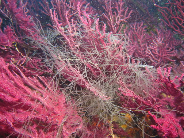 Filaments blancs sur gorgone rouge_ une algues?