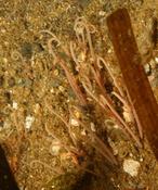 Filaments sortants du sable