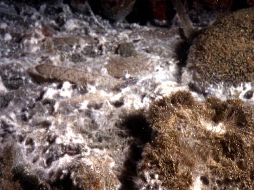 Le mycélium.. il y en a presque partout dans la mer comme sur terre, parfois en grosses quantités (darses du port militaire de Toulon dans les anné...
