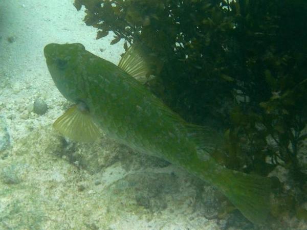 Fish from Seychelles - Naso sp.?