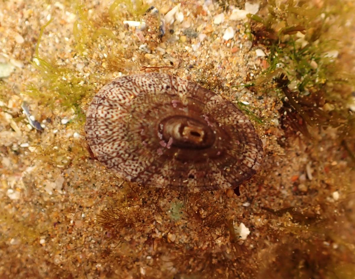 Fissurella sp?