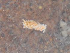 Flabellina ?