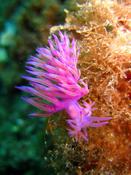 Flabellina affinis contenant des oeufs 