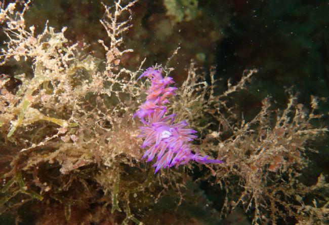 Flabellina affinis en train de pondre ?