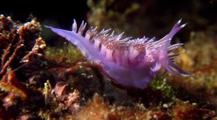 Flabellina affinis ?