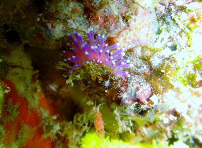 Flabellina arveloi ?