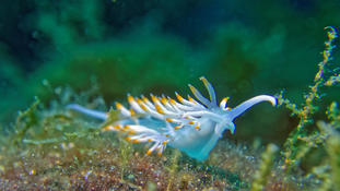 Flabellina babai (''Flabelline blanche'') (??)