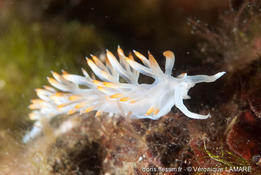 Flabellina babai?