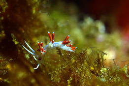 Flabellina gaditana en Med ?