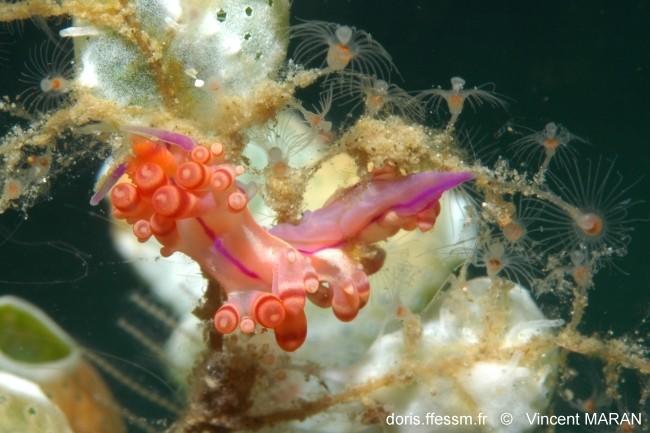 Flabellina Indonésie