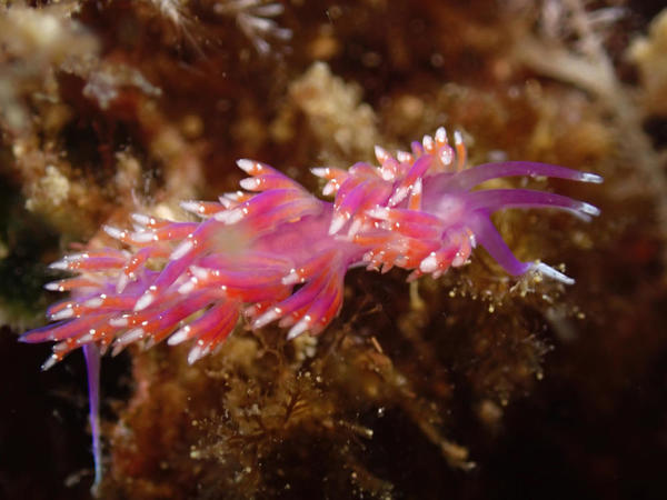 FLABELLINA PEDATA?