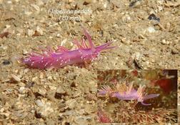 Flabellina pedata change de genre