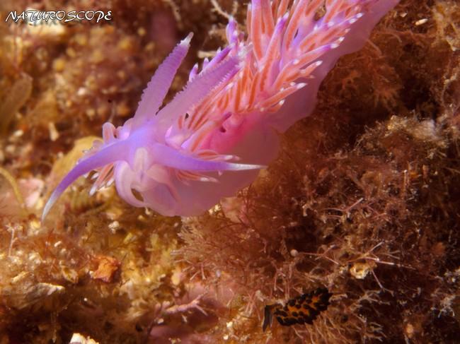 flabellina_affinis