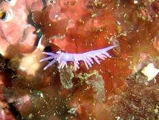 Flabelline affinis ???