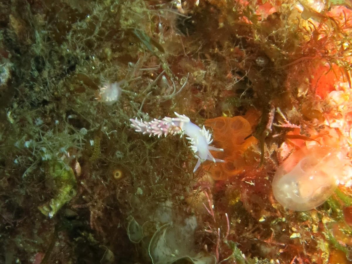 Flabelline des Açores