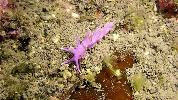 Flabelline mauve ?