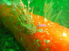 flabelline ou coryphelle..?