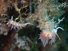 Flabellne ou Coryphelle ?