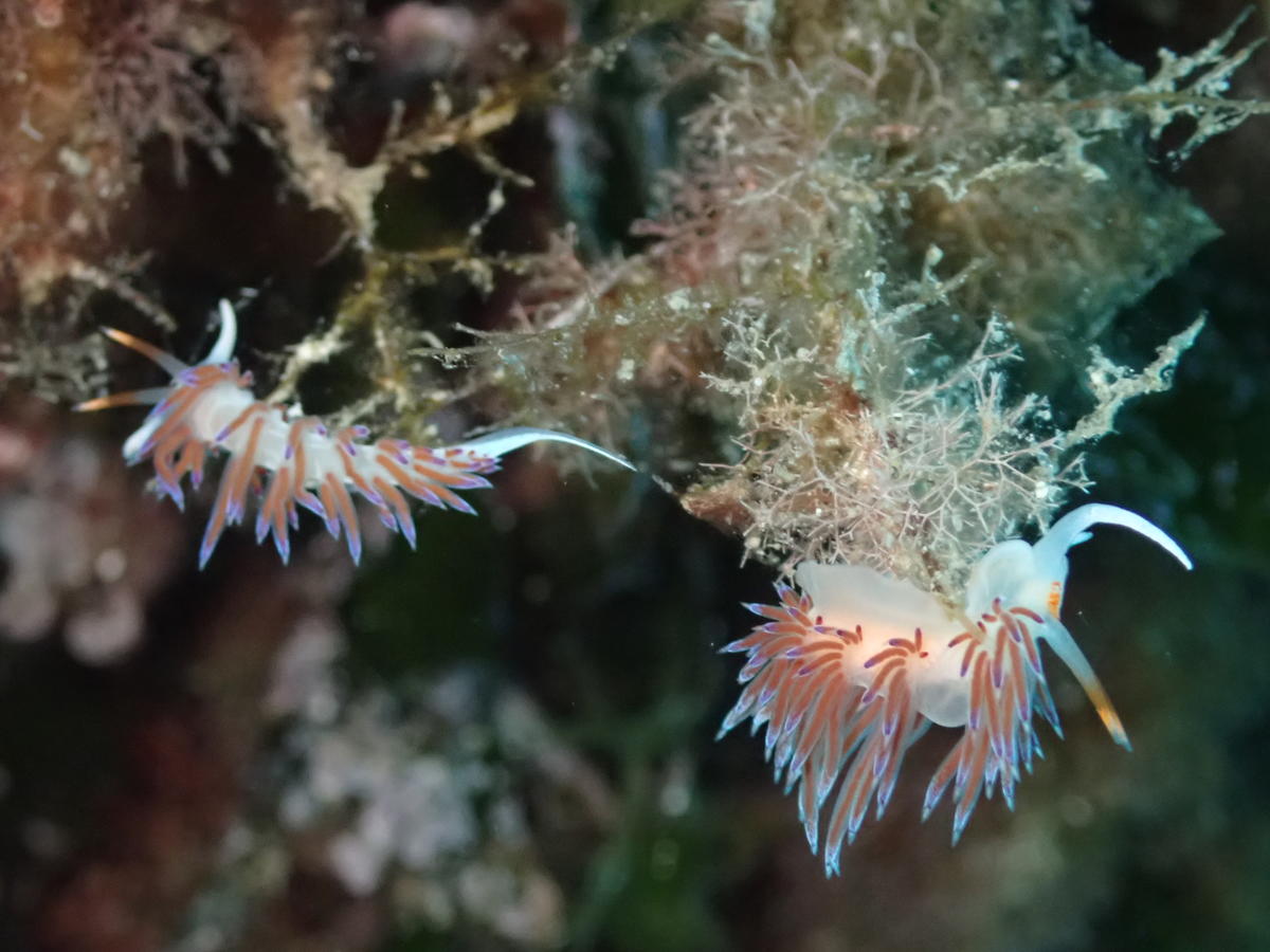 Flabellne ou Coryphelle ?