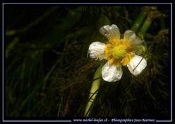 Fleur aquatique : renoncule aquatique (Ranunculus aquatilis)