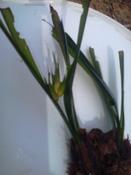floraison de posidonie