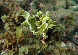 Flore ou faune Djibouti?