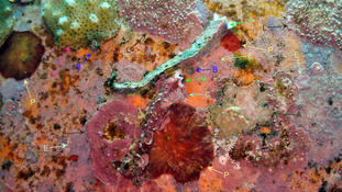 Flotteur d’amarre orange, mais quoi dessus ?