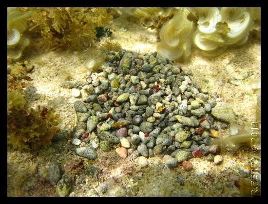 Foire à la coquille ou reproduction ? (caraïbes)