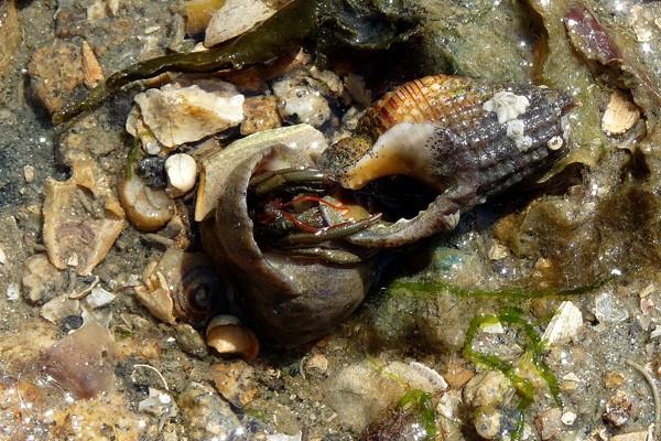 Très intéressant! En France j'ai vu dans un agragation de <em>Clibanarius erythropus</em> l'inspection des coquilles des autres quasi continue.
